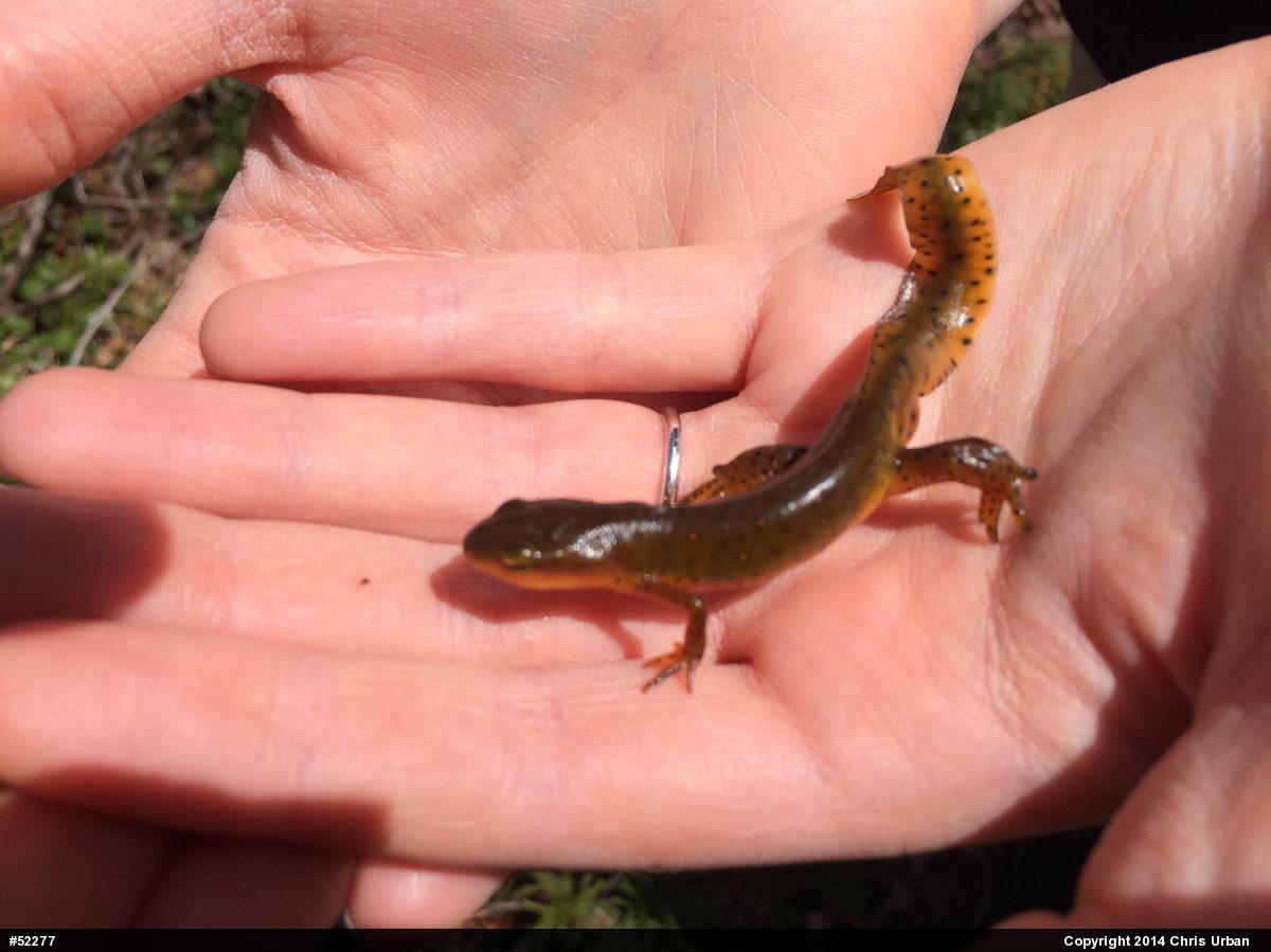 Red-spotted Newt