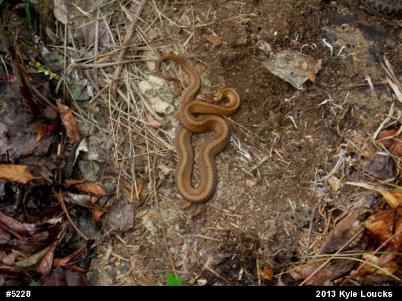 Red-bellied Snake