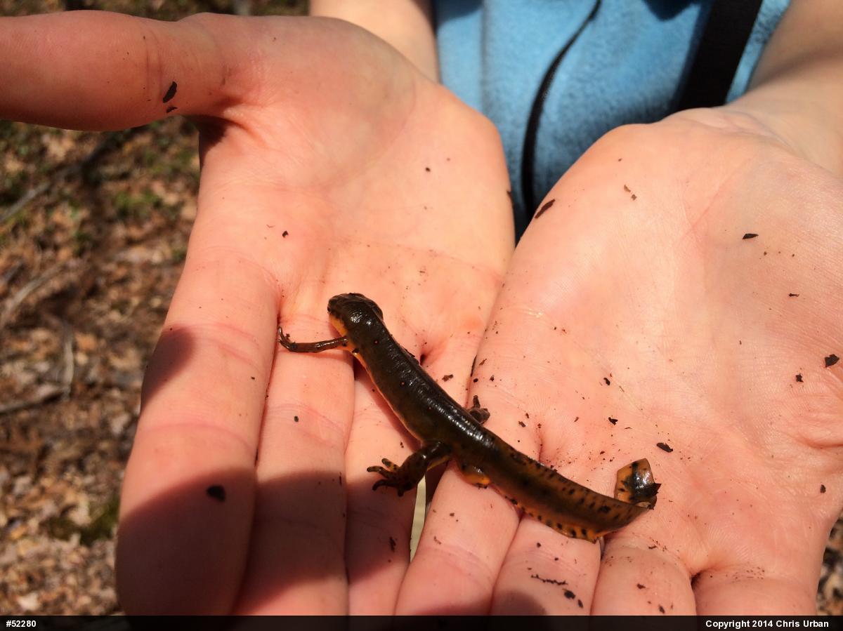 Red-spotted Newt