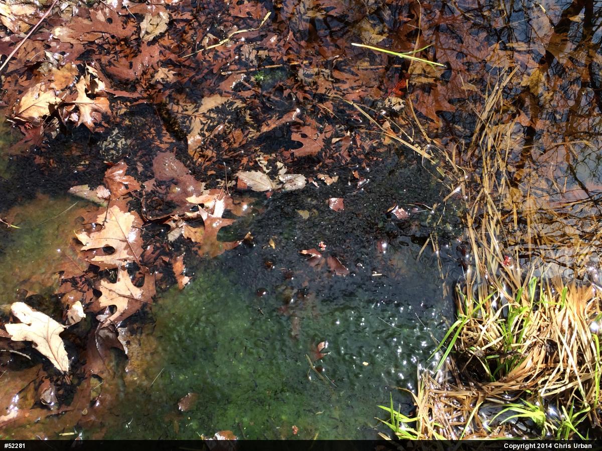 Wood Frog