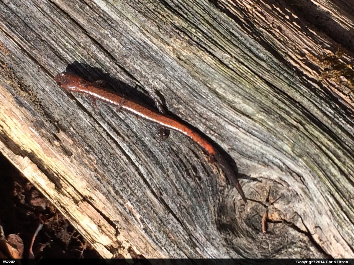 Eastern Red-backed  Salamander