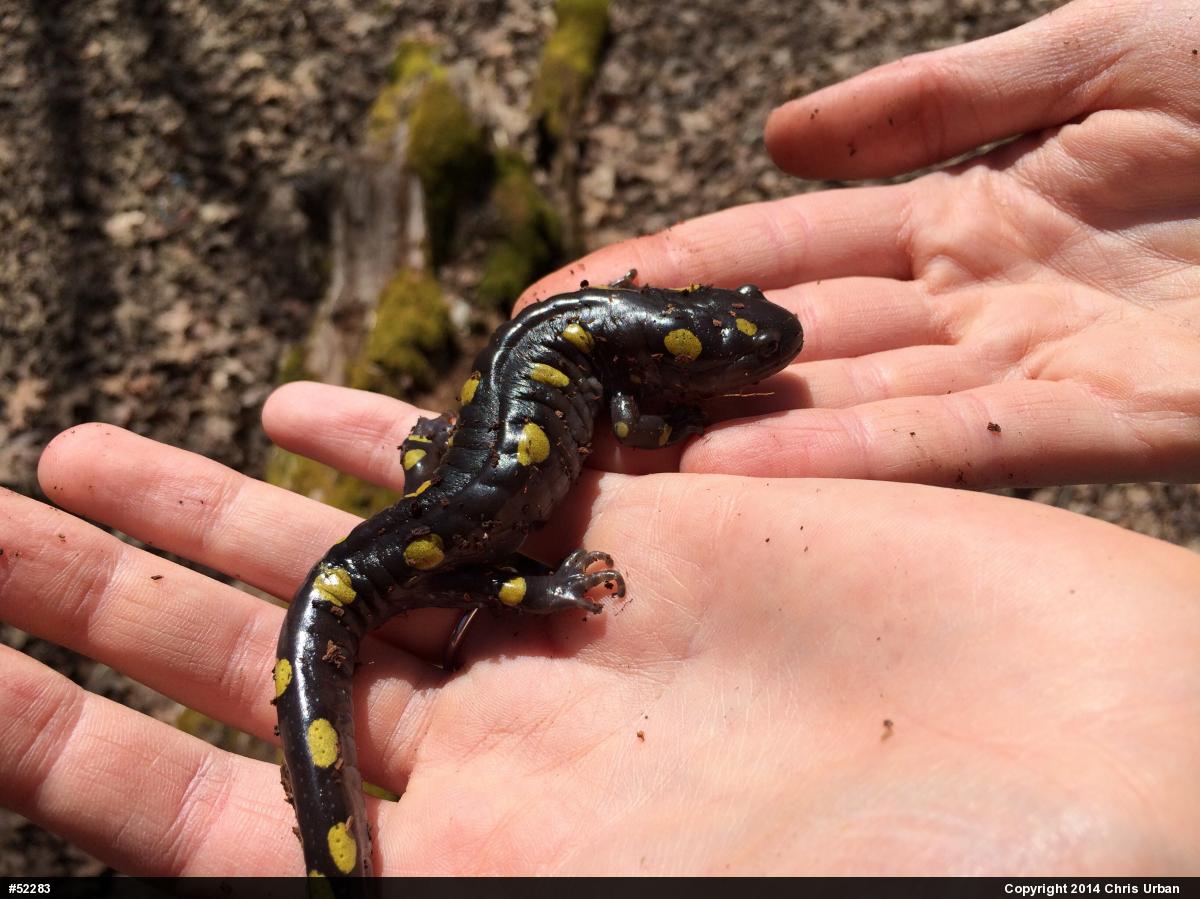 Spotted Salamander