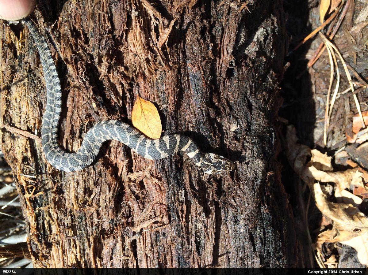 Northern Watersnake