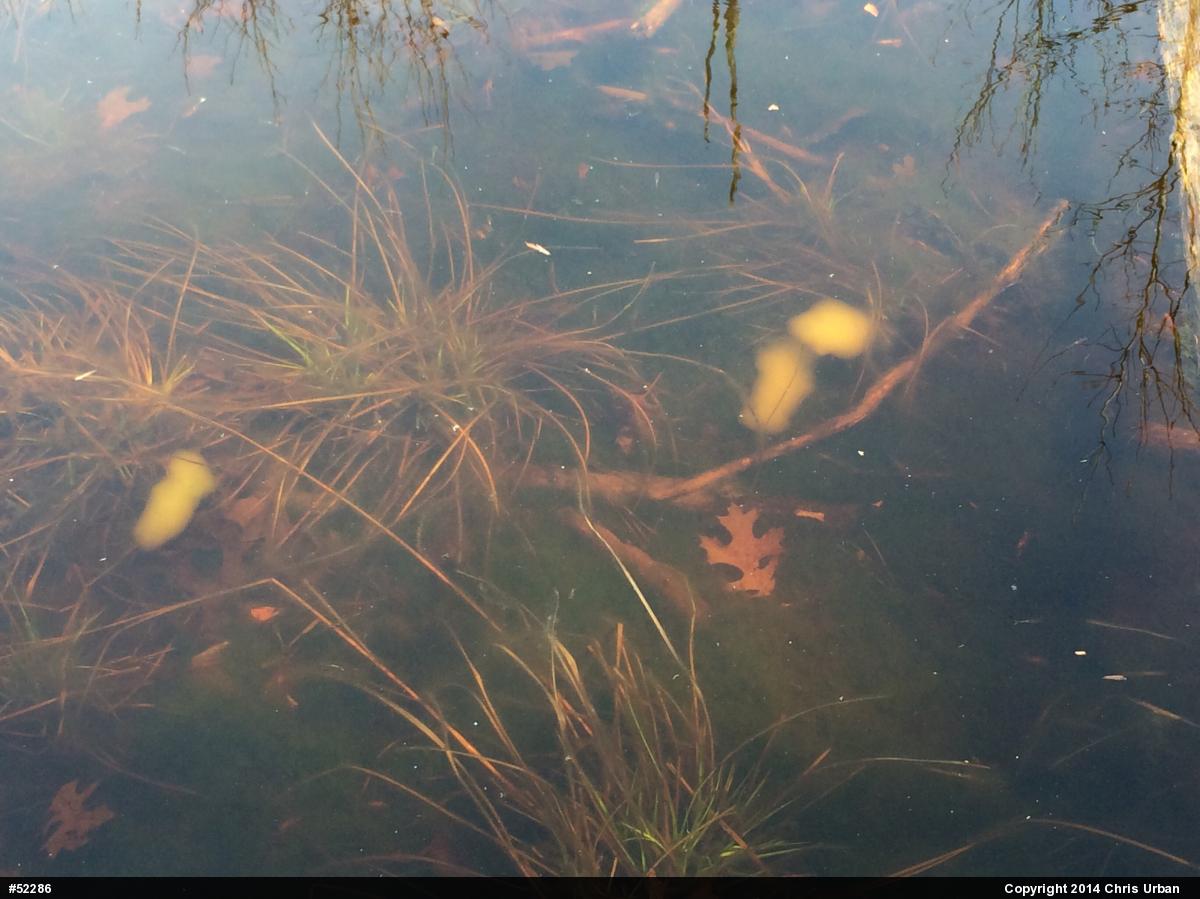 Spotted Salamander