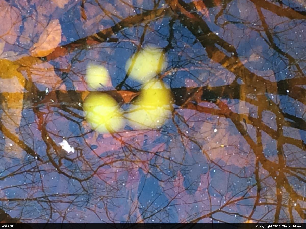 Spotted Salamander