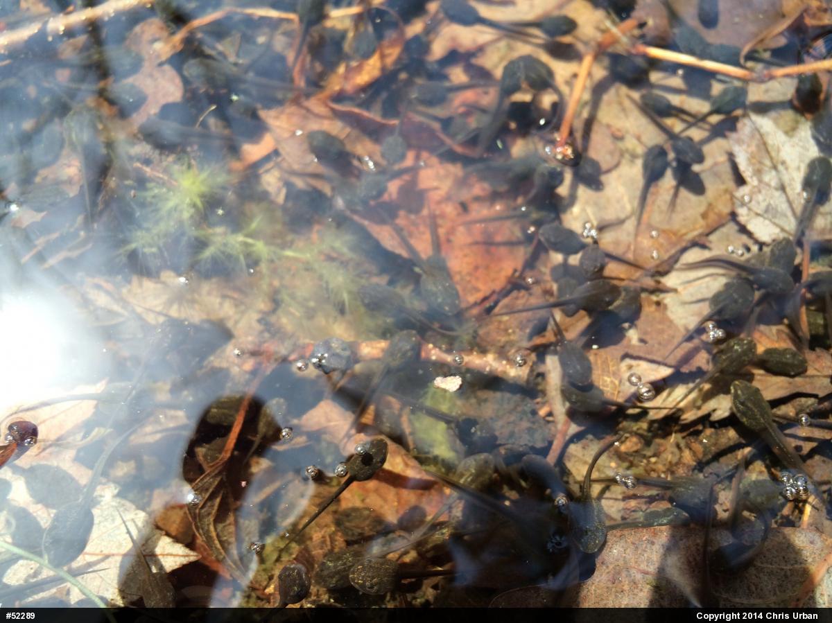 Wood Frog