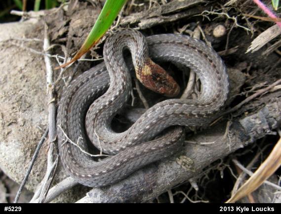 Red-bellied Snake