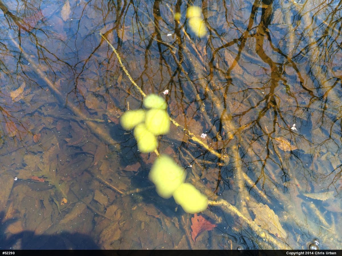Spotted Salamander