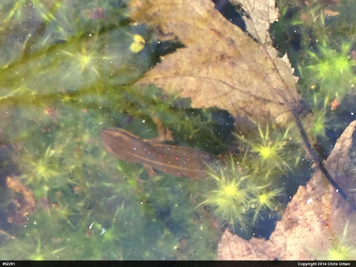 Red-spotted Newt