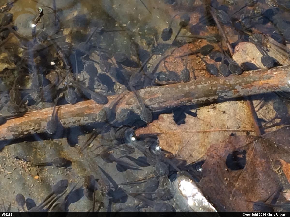 Wood Frog