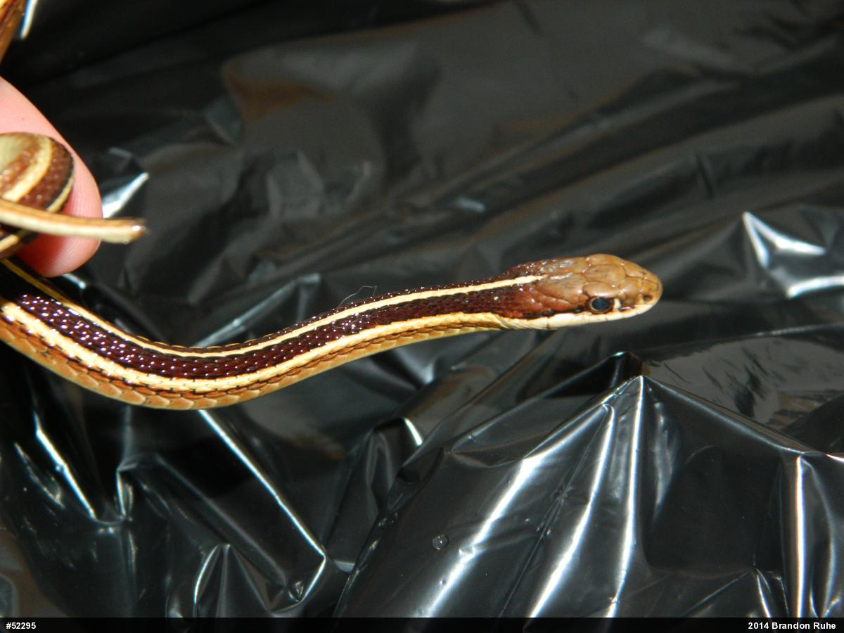 Eastern Ribbonsnake