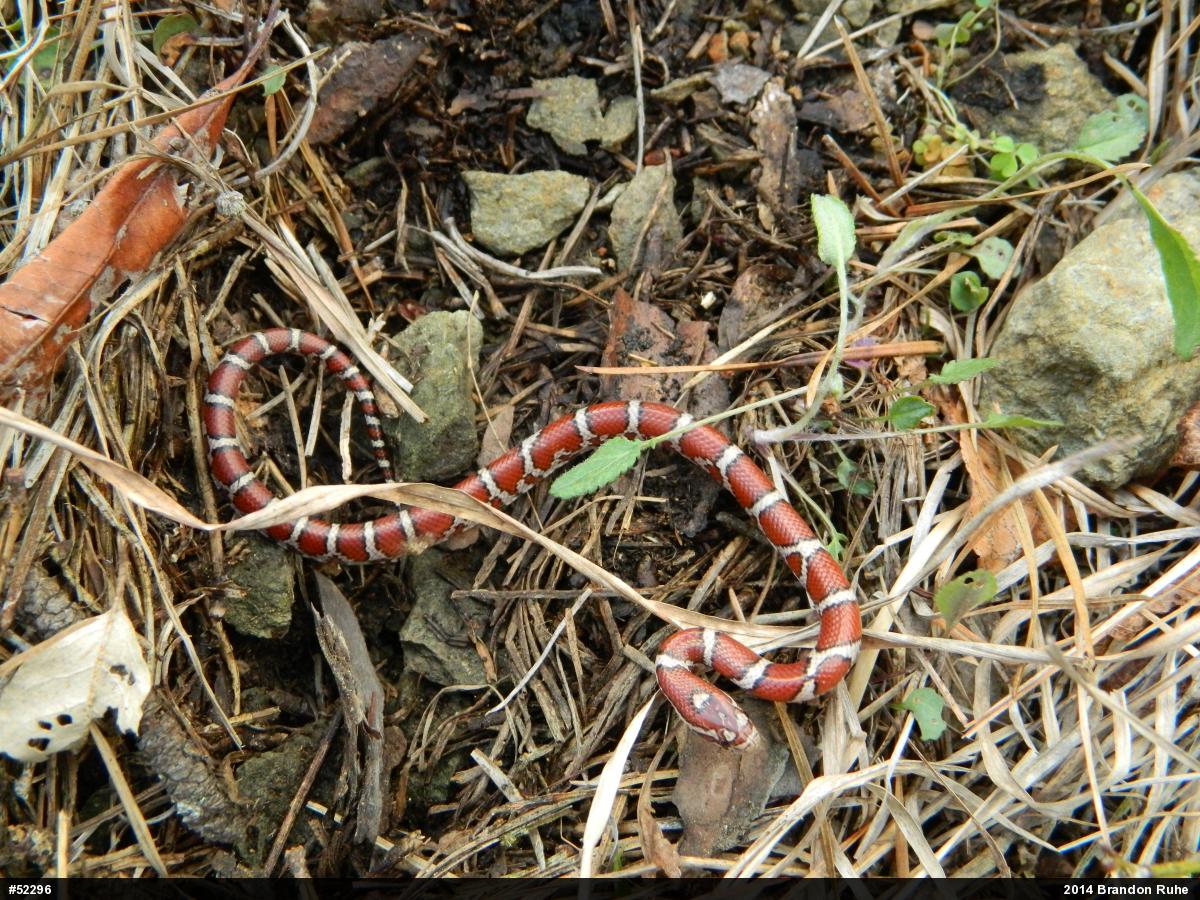 Eastern Milksnake