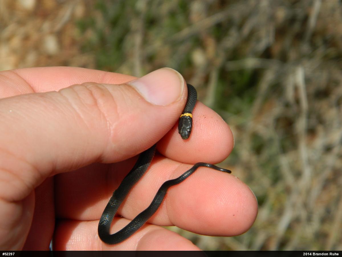 Northern Ring-necked Snake
