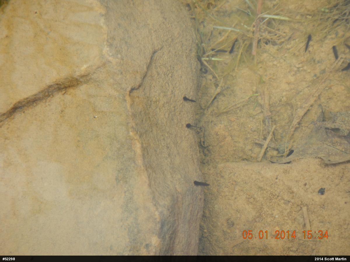 Wood Frog