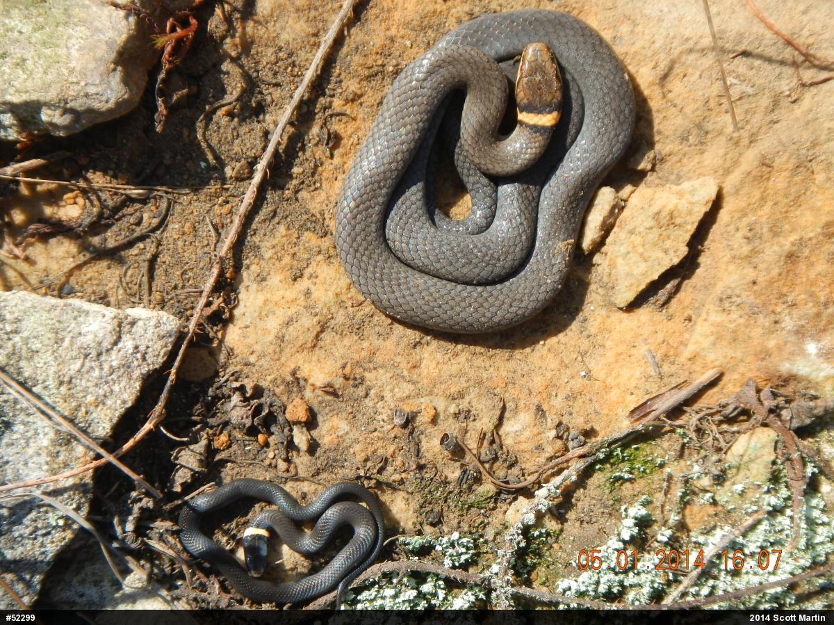 Northern Ring-necked Snake