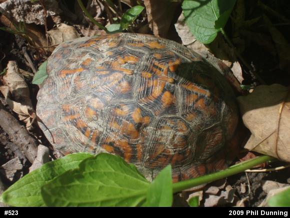 Eastern Box Turtle