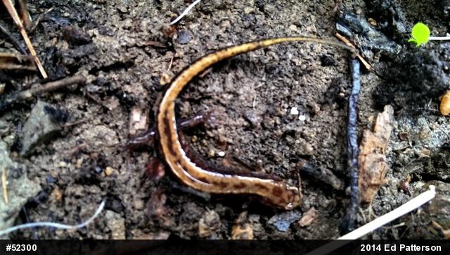 Allegheny Mountain Dusky Salamander