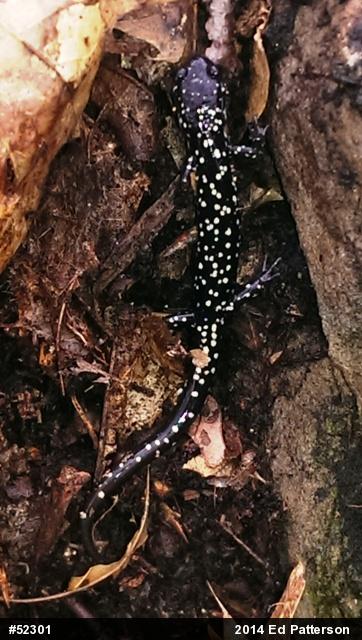 Northern Slimy Salamander