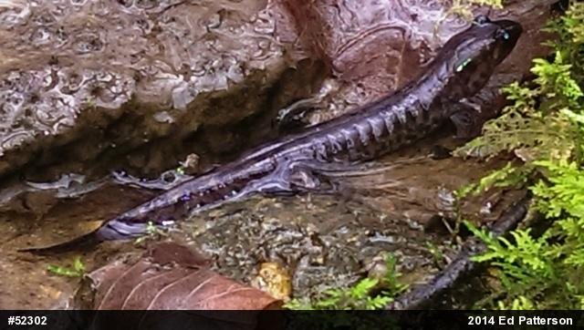 Seal Salamander
