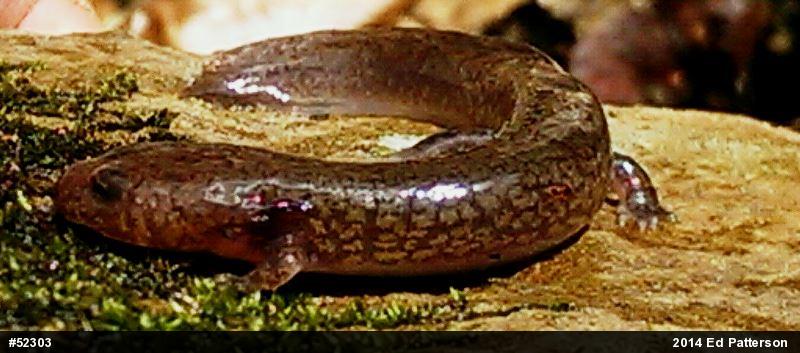 Northern Spring Salamander