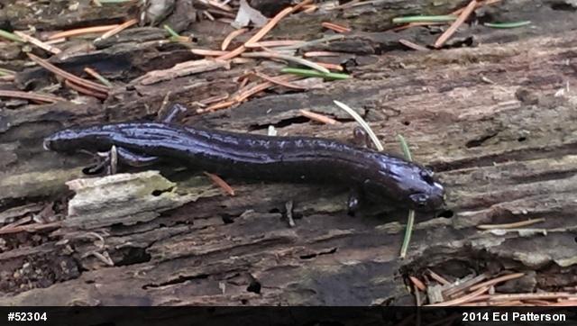 Northern Dusky Salamander