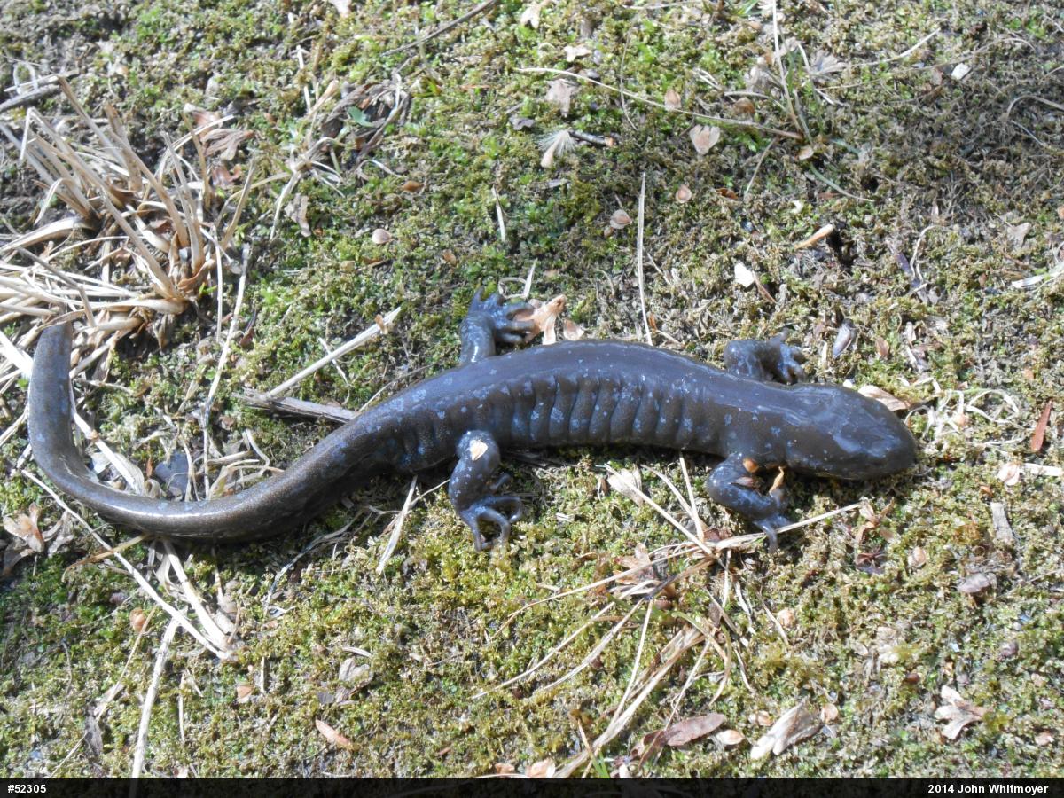 Jefferson Salamander