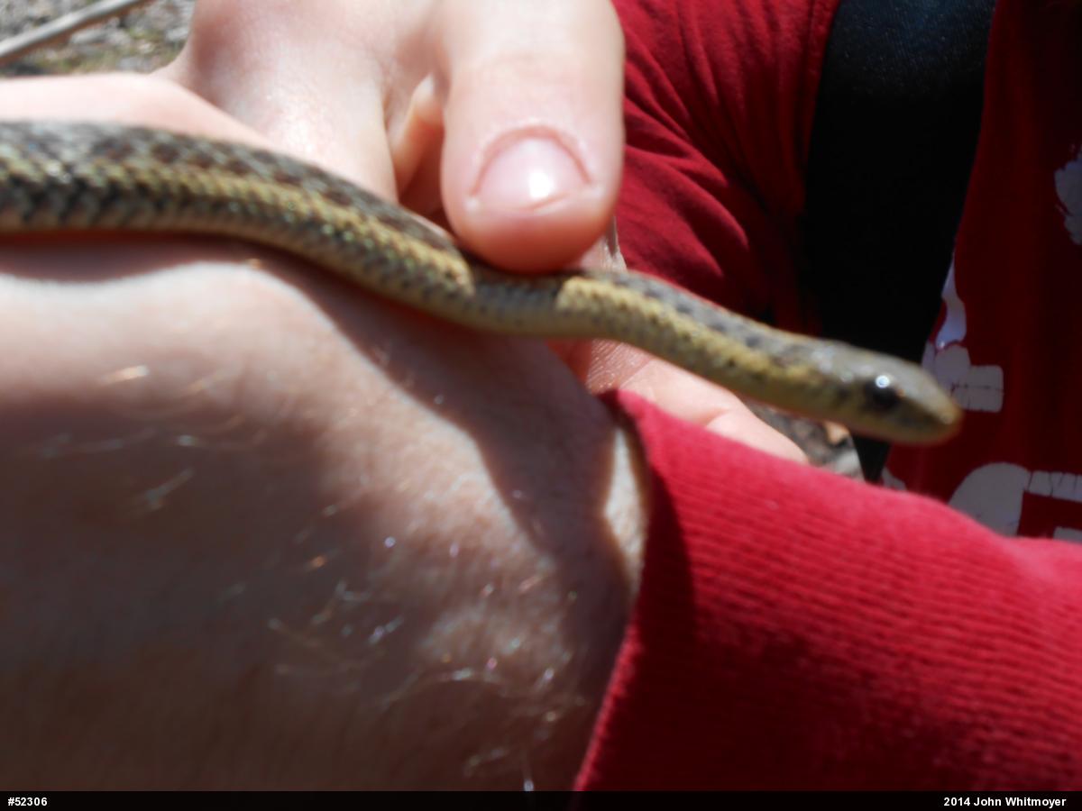 Eastern Gartersnake