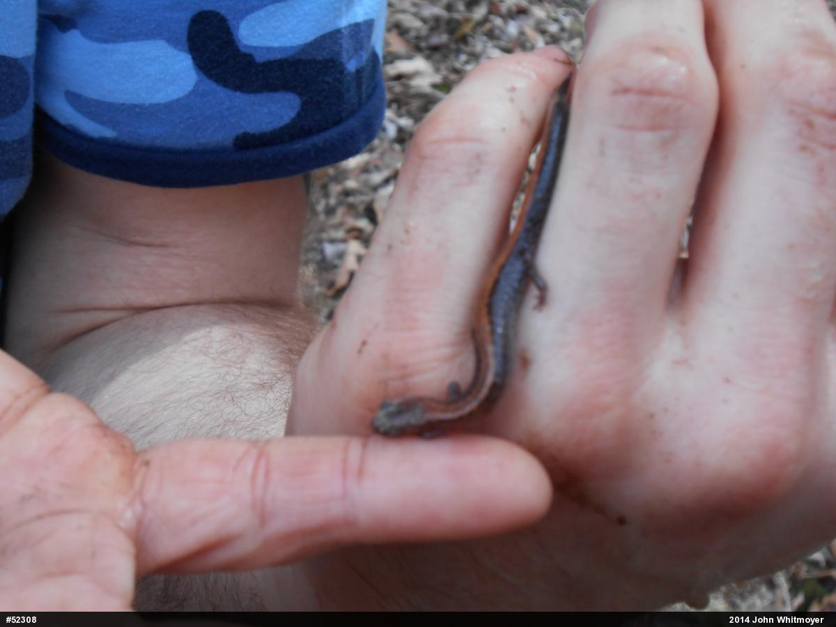 Eastern Red-backed  Salamander