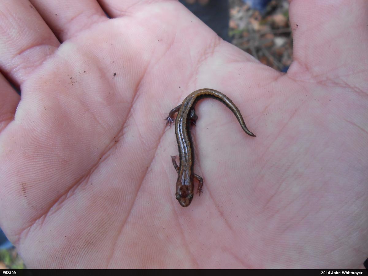 Northern Two-lined Salamander