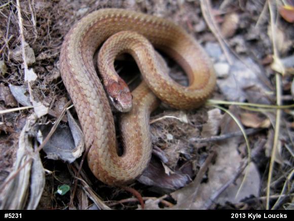 Red-bellied Snake