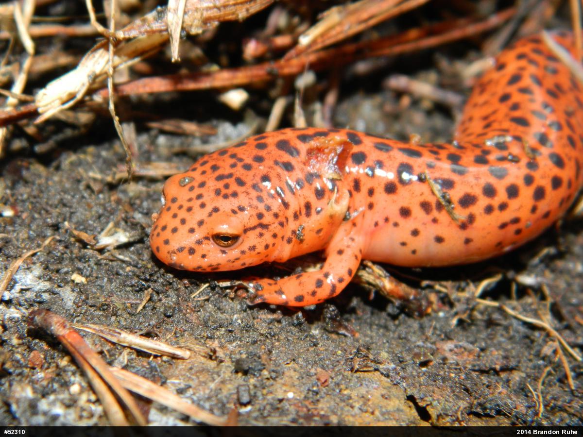 Northern Red Salamander