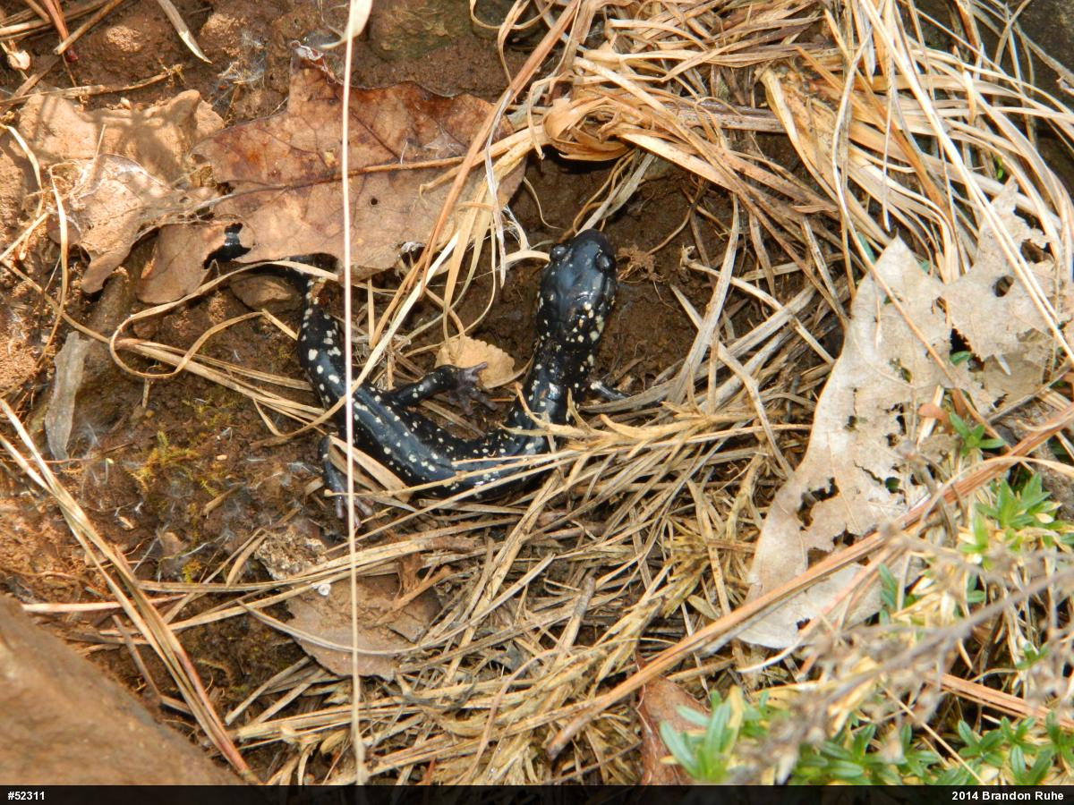 Northern Slimy Salamander