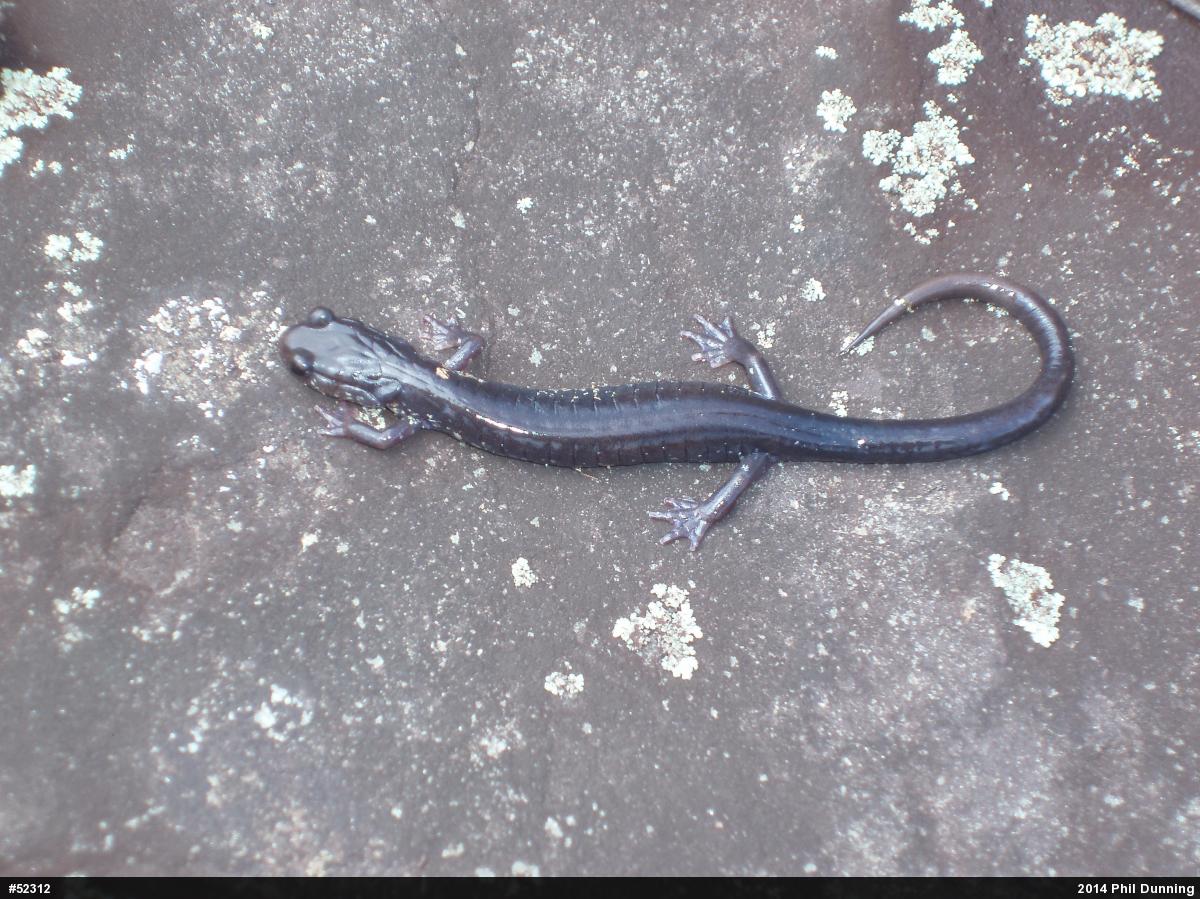 Wehrle's Salamander