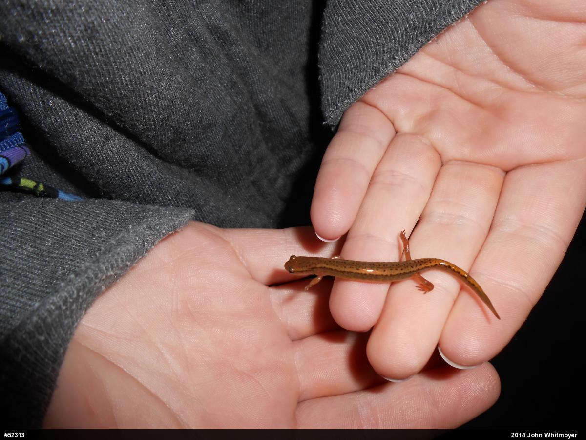 Northern Two-lined Salamander