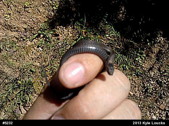 Red-bellied Snake