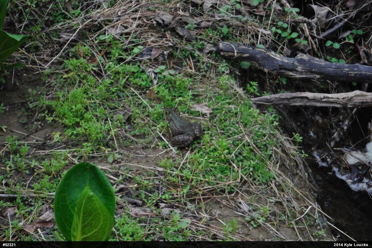 Green Frog
