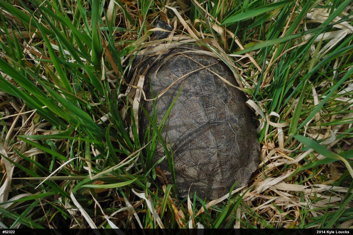 Wood Turtle