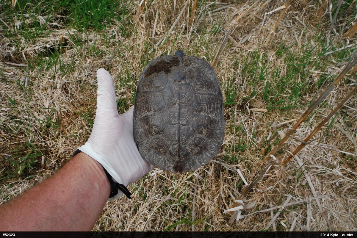 Wood Turtle