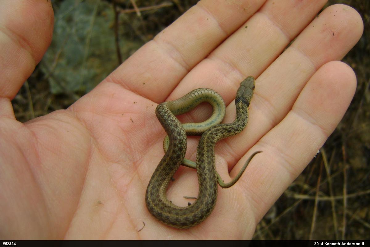 Eastern Gartersnake