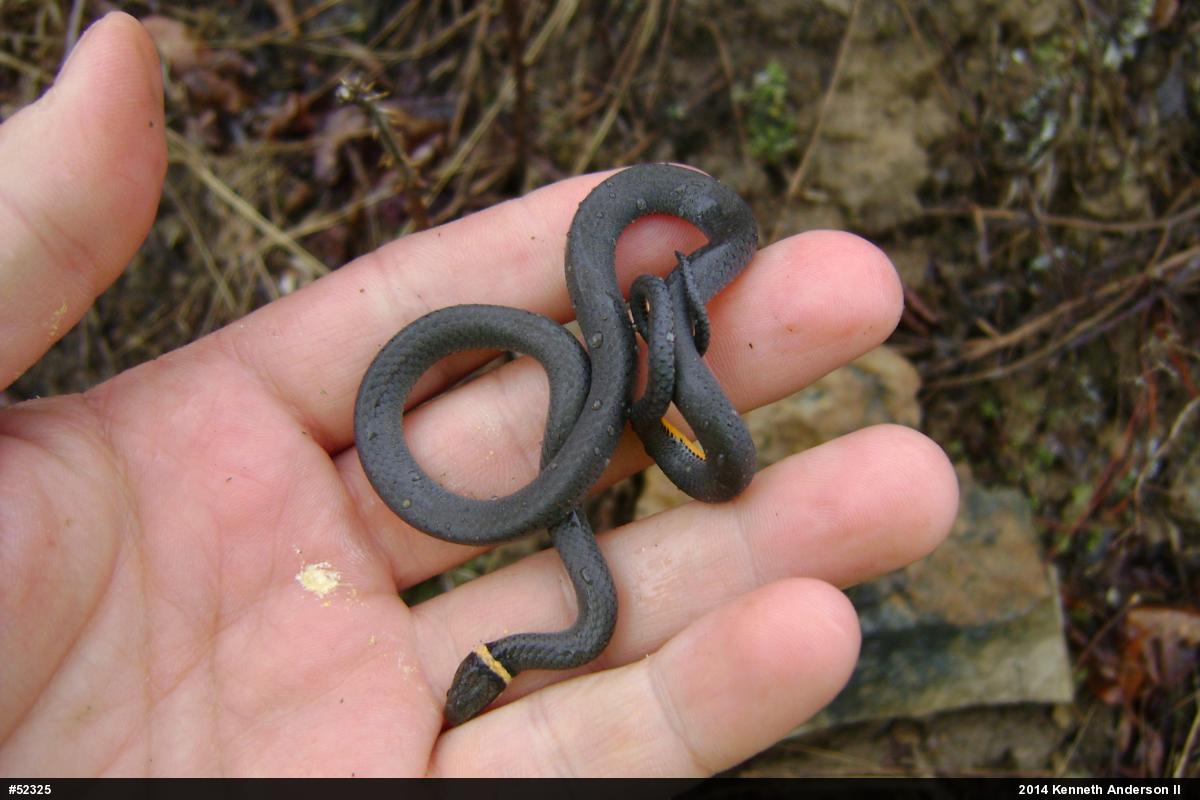 Northern Ring-necked Snake