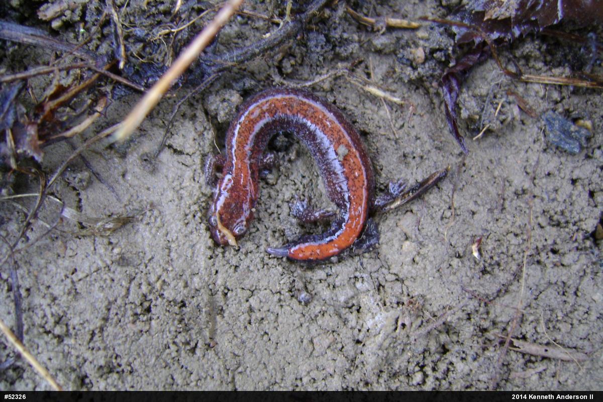 Eastern Red-backed  Salamander