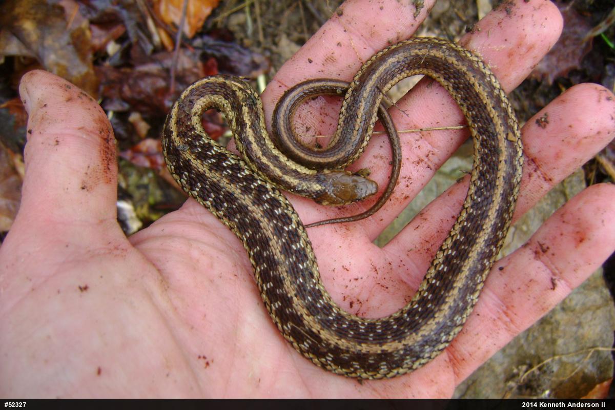 Eastern Gartersnake