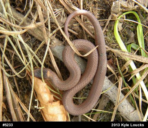 Red-bellied Snake