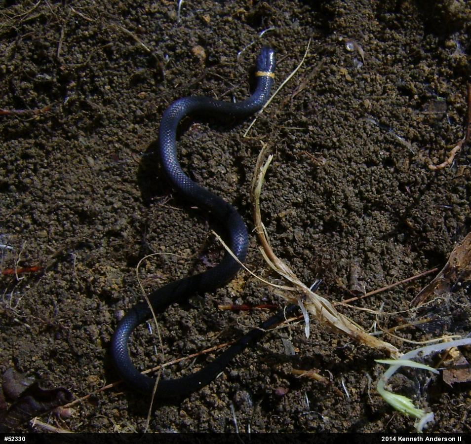 Northern Ring-necked Snake