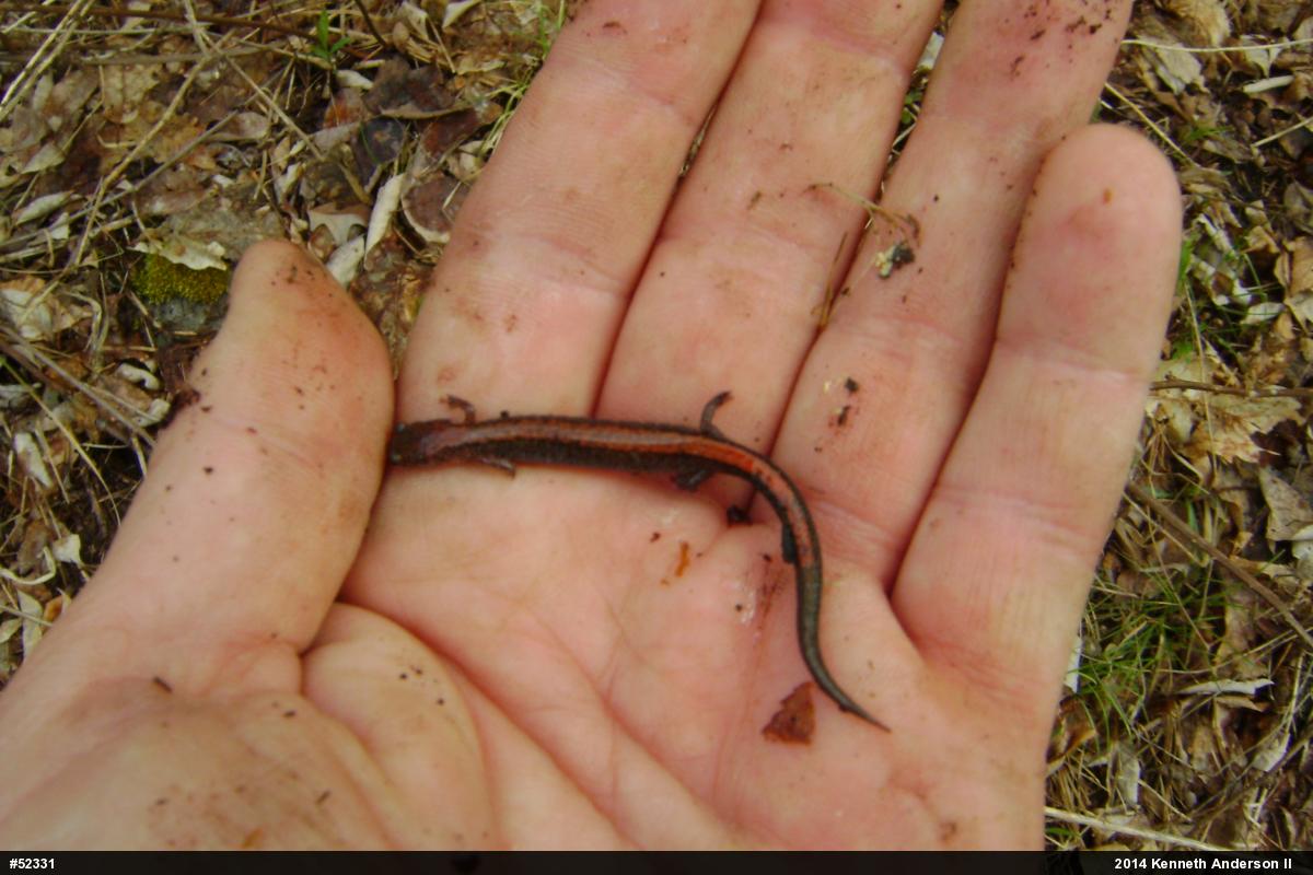 Eastern Red-backed  Salamander