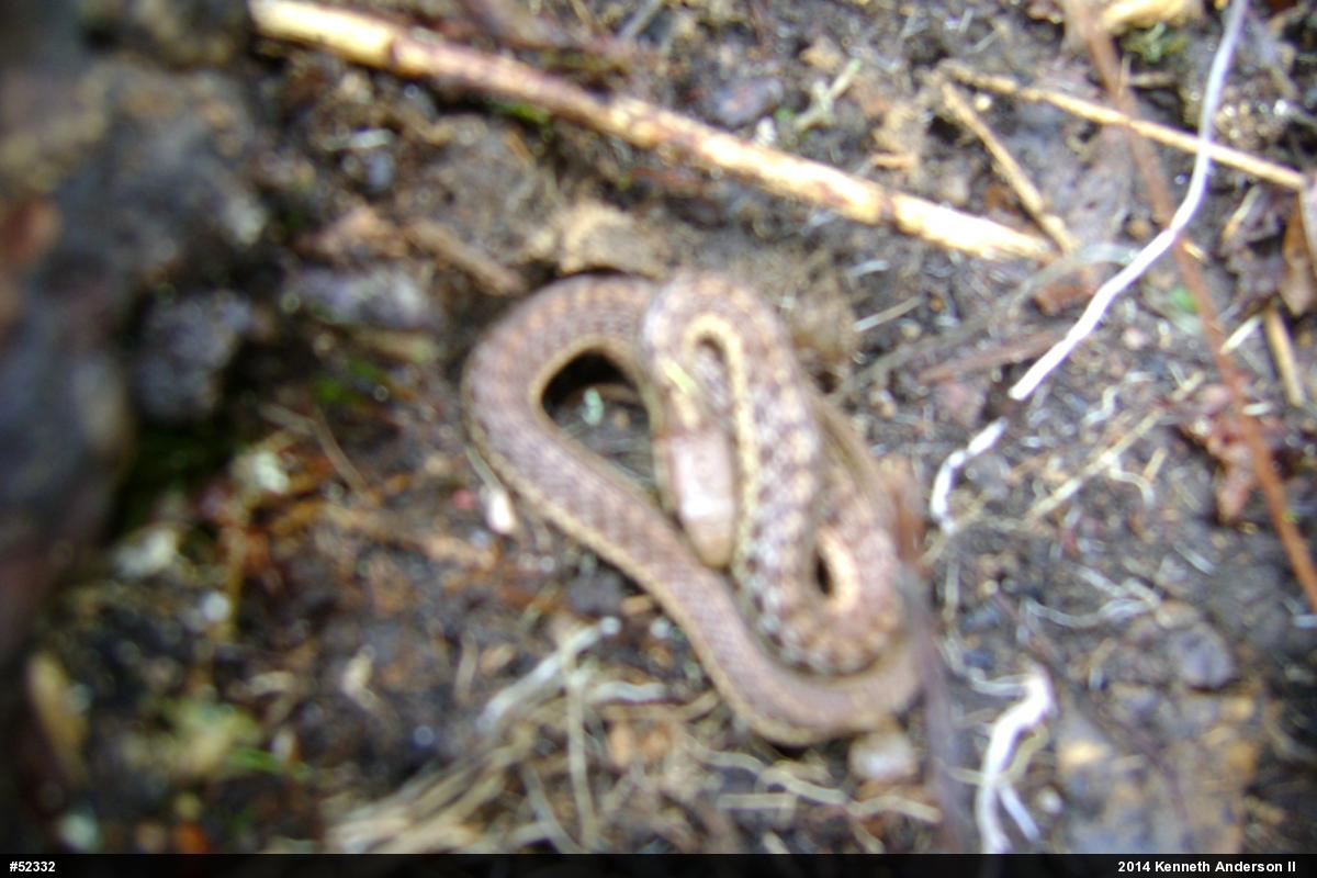 Eastern Gartersnake