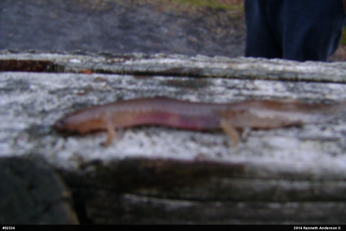 Northern Spring Salamander