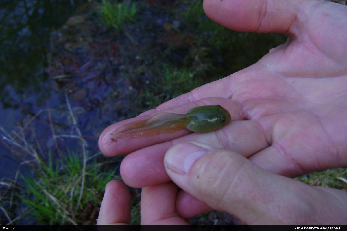 American Bullfrog