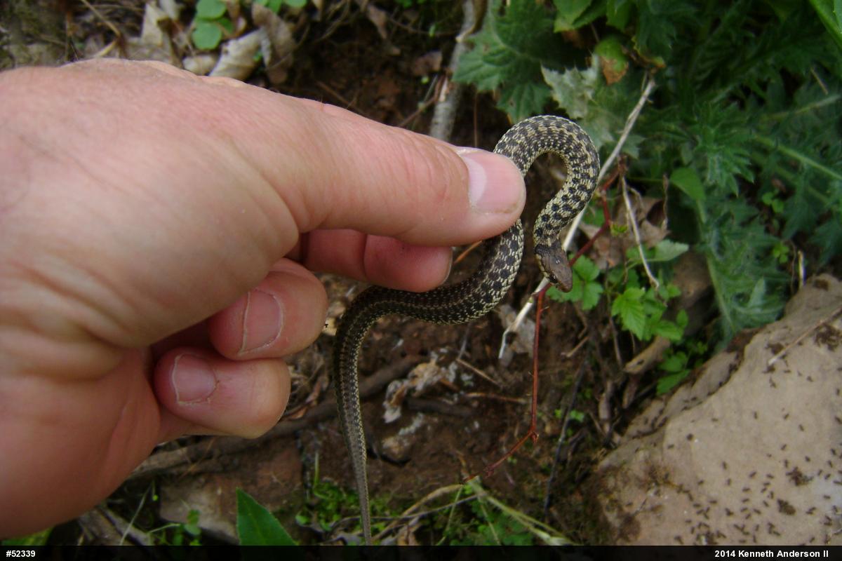 Eastern Gartersnake