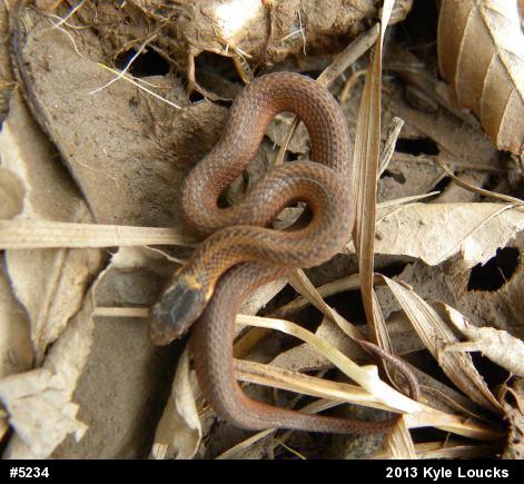 Red-bellied Snake